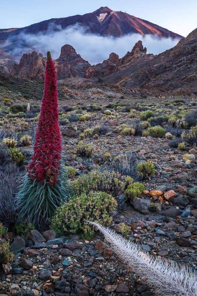 La Casita Ma Petite Folie Tenerife Santa Cruz de Tenerife Luaran gambar